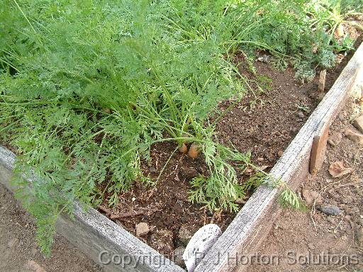 Carrot Bed 